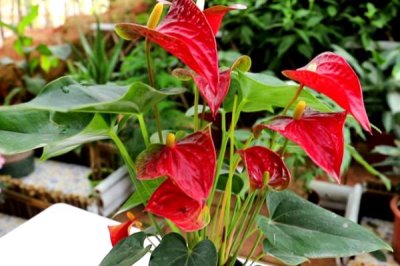 紅掌不開(kāi)花的原因，光照不足或肥料不足均會(huì)導(dǎo)致