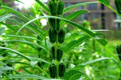 夏收時間，一般是5-6月份