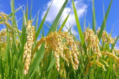 泓兩優(yōu)3069水稻種子特征特性，4月中下旬播種