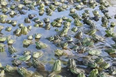養(yǎng)殖一畝牛蛙的投資金額,總共大概需要5-15萬(wàn)元左右