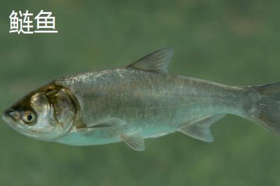 5號(hào)新關(guān)東鉤搭配什么子線，使用4.0號(hào)子線更加適宜