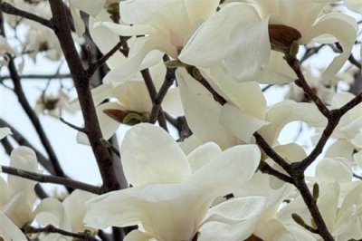 玉蘭花的寓意，寓意忠貞愛情、知恩圖報等