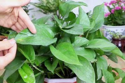 綠蘿花盆中為什么要放木棒，起到定型的作用