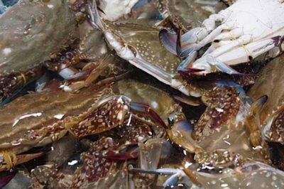 梭子蟹一年有幾次漁期，每年春季、秋季各有一次漁期