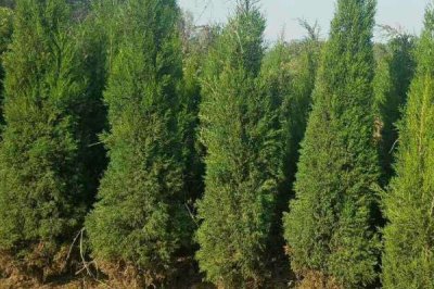 蜀檜的價格，具體售價取決于株高