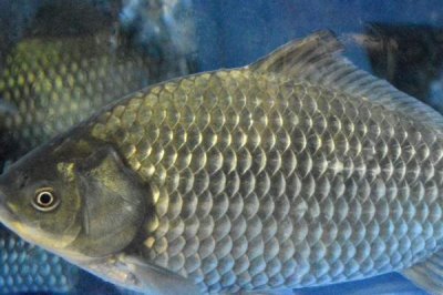 鯽魚的價(jià)格，一般10-15元一斤