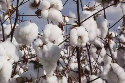 德棉15號棉花品種簡介，適宜播期5月20～30日