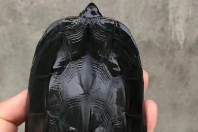 墨龜可以深水養(yǎng)嗎，不屬于深水龜不可以深水養(yǎng)