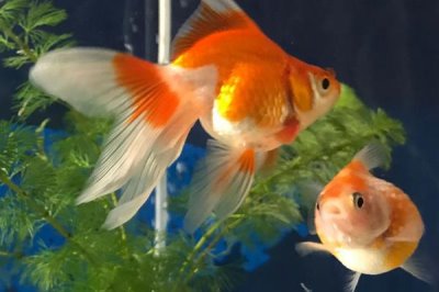 金魚吃水草嗎，喜愛水生植物但需多種飼料搭配喂養(yǎng)