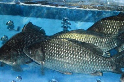 養(yǎng)殖鯽魚(yú)的注意事項(xiàng)，飼養(yǎng)密度過(guò)大容易浮頭
