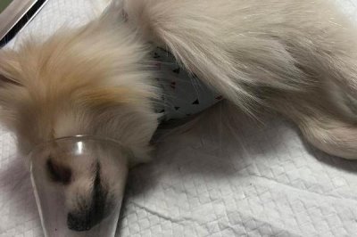 感染犬瘟熱的四類疾病類型，首先是呼吸道的疾病癥狀