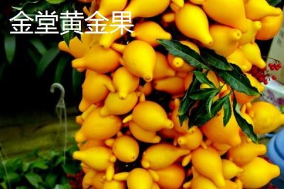 四川省金堂縣的特產(chǎn)，金堂鐵皮石斛作用好但市場(chǎng)價(jià)格很高
