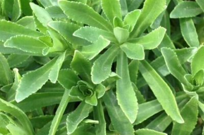 目前哪些野菜有種植前景，蘆蒿、莧菜、苦菜等品種均可種植