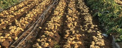 七月份能種土豆嗎，氣溫高不宜種植土豆