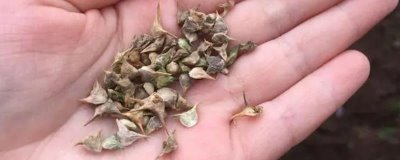 夏天種植菠菜如何處理種子，種植前需逐粒剝切種子果皮