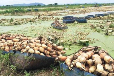 蓮藕定植不發(fā)棵的原因，是無(wú)性繁殖作物