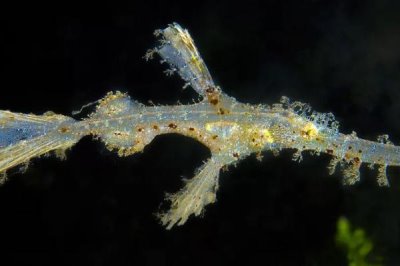大吻海蠋魚好不好養(yǎng),飼養(yǎng)難度較大