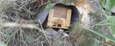 南方如何誘蜂及注意事項，利用蜂蠟可吸引偵查蜂