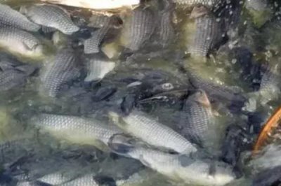 養(yǎng)殖鯽魚(yú)的注意事項(xiàng)，飼養(yǎng)密度過(guò)大容易浮頭