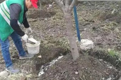 釋迦果的施肥要點(diǎn)，幼樹施肥和結(jié)果樹施肥方式不同