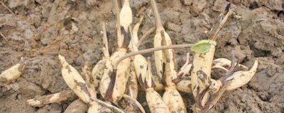 蓮藕定植不發(fā)棵的原因，是無(wú)性繁殖作物