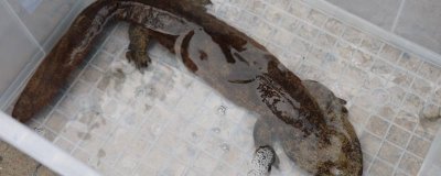 娃娃魚怎么喂食，喜歡動物性飼料