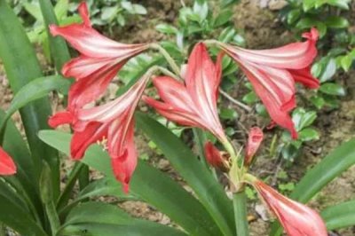 對(duì)紅的花語(yǔ)，寓意好運(yùn)、幸福