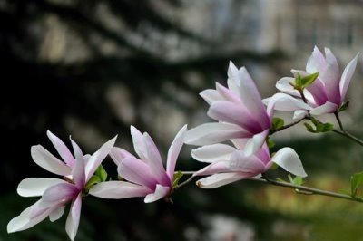 玉蘭花的寓意，寓意忠貞愛情、知恩圖報等