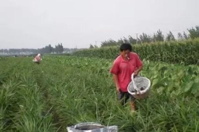 有機肥未腐熟出現(xiàn)氣害怎么辦，不應(yīng)再使用發(fā)酵腐熟劑