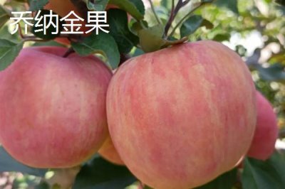 常見(jiàn)的蘋(píng)果品種，紅富士、金帥、紅將軍等品種較常見(jiàn)