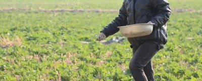 立春后油菜如何施肥，嚴(yán)格控制氮肥的施用量