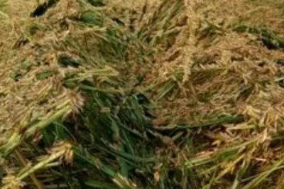 螞蚱的養(yǎng)殖方法，平時(shí)投喂嫩草、嫩菜葉即可維持生長(zhǎng)
