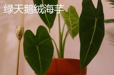 高端名貴的花卉綠植，寶蓮燈既華麗又雍容大氣