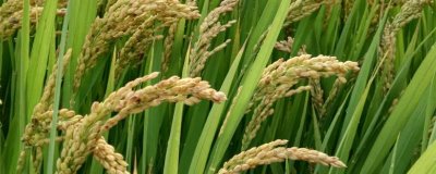 甬優(yōu)55水稻種子特點，該品種植株較高