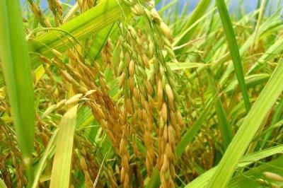 川優(yōu)6139水稻品種的特性，注意防治稻瘟病