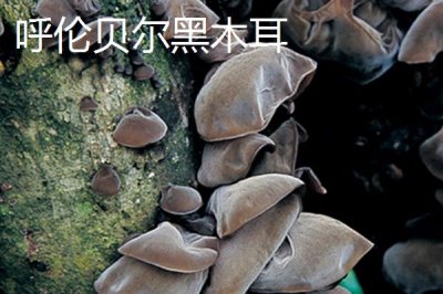 扎蘭屯市的特產(chǎn)，扎蘭屯沙果遠(yuǎn)近聞名