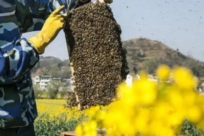 養(yǎng)蜂如何換王，待蜂群失王1-2天再介入新王