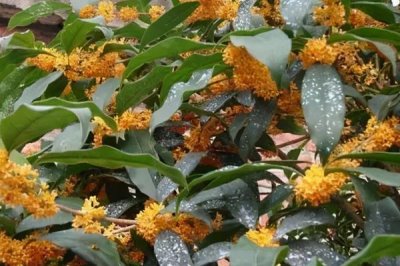 月月紅桂苗的價格，每株價格在5-20元左右