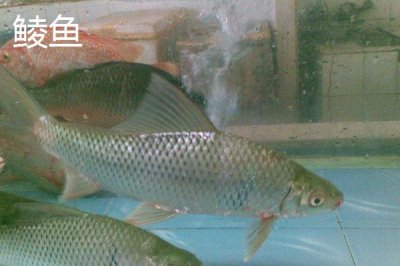 3.0號主線1.5號子線能釣多大的魚，魚情決定魚的大小