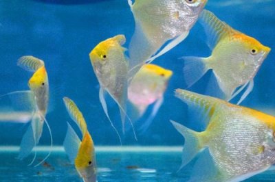 小燕魚(yú)的養(yǎng)殖方法,不能在草缸里養(yǎng)