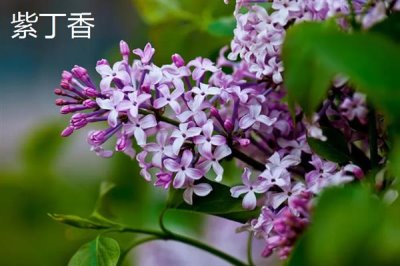 紫色花卉的花語，不同花卉的花語不同