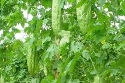 苦瓜的種植條件，開(kāi)花結(jié)果期切忌缺水和長(zhǎng)時(shí)間積水