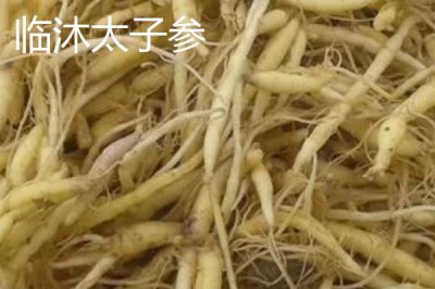 山東省臨沭縣的特產(chǎn)，臨沐太子參在東南亞市場享有盛譽(yù)