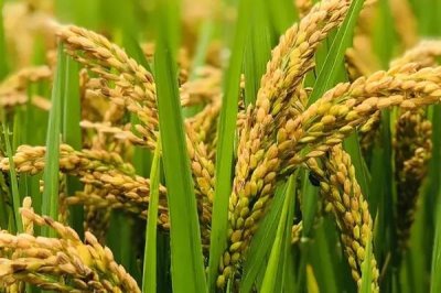 隆兩優(yōu)534水稻種子簡介，每畝有效穗數(shù)16.2萬穗