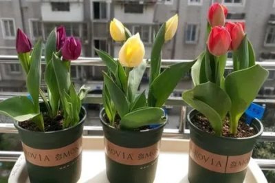 郁金香可以送給什么人，可以送老婆、女朋友等