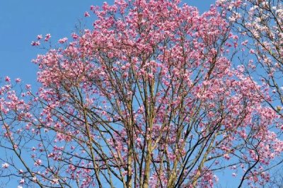 辛夷怎么繁殖，可采用播種、扦插等方法