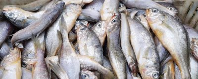黃花魚有淡水養(yǎng)殖的嗎，2019年開始能在淡水中養(yǎng)殖