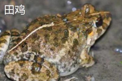 青蛙和田雞的區(qū)別，都可以養(yǎng)殖