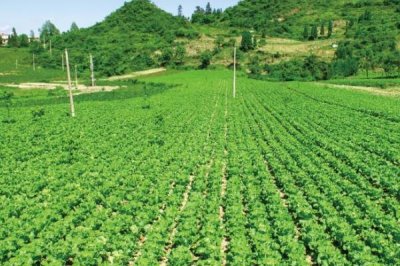 農(nóng)業(yè)部門有哪些，分為種植業(yè)、林業(yè)、漁業(yè)、畜牧業(yè)、副業(yè)