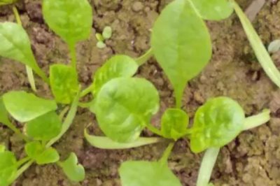 菠菜的生長過程介紹，包括萌芽、幼苗、生長和抽重期